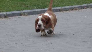 BASSET HOUND MALE 3 MONTHS OLD