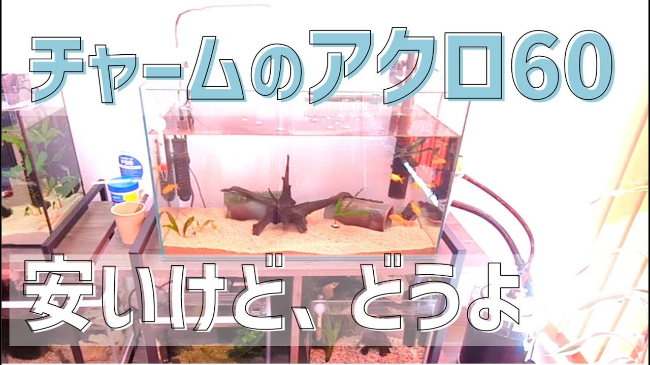 Aquarium introduction] I bought Charm's 60cm aquarium 