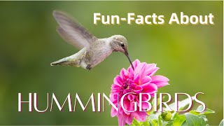Top 10 Amazing Fun-Facts About Hummingbirds #animals#nature