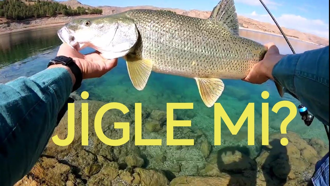 Охота на эндемичных рыб Турции, Luciobarbus Esocinus