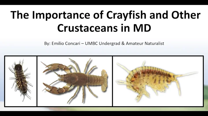 The Importance of Crayfish in Maryland