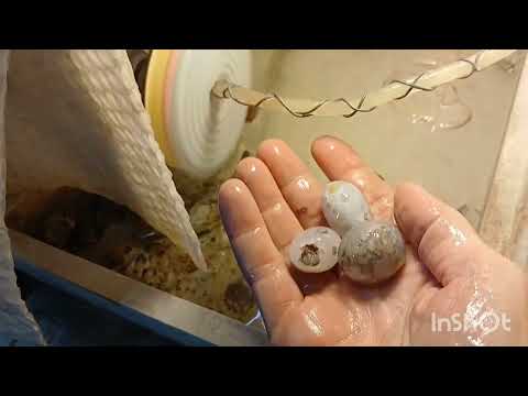 آموزش تراش عقیق با پد الماسه 2قطعه عقیق بی مانند و زیبا تراش میشود وپدالماسه رو خدمت شما نمایش دادم