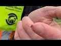 Be on the look out for ticks Memorial Day weekend