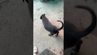Puppy smell food 🍲 #puppy #dog #cute #funny #animals #shorts