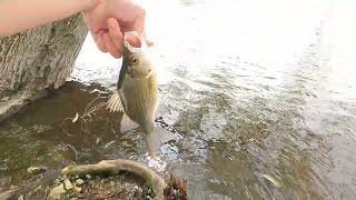 Omro white bass fishing (slow action)