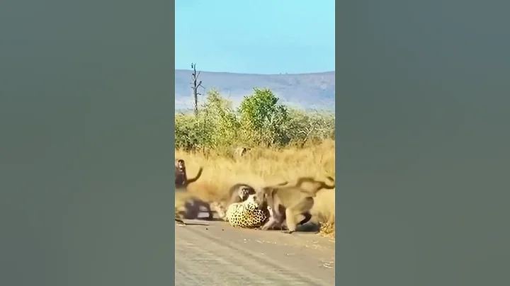 Heroic Alpha Baboon Saves His Group From a Leopard As the group was about to disperse#shorts