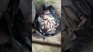 BANYAK IKAN PUTIH DI JUAL DI PASAR OPI PALEMBANG