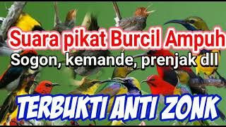 Suara pikat Burcil ribut (Sogon, prenjak cabecabean, kolibri dll) Ampuh anti ZONK