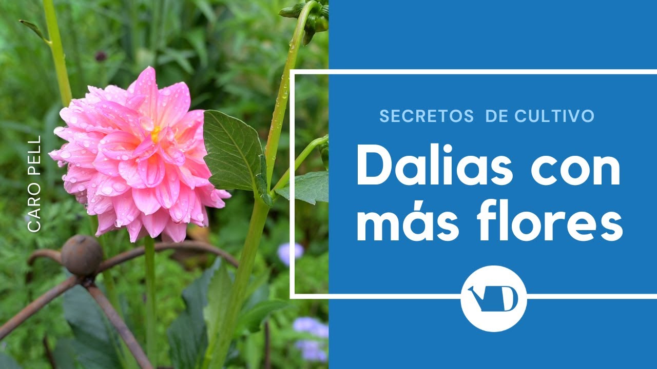 Secretos para que la Dalia florezca mejor. Como realizar el pinzamiento de  Dalias - thptnganamst.edu.vn