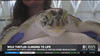 Wild Turtles Clinging To Life