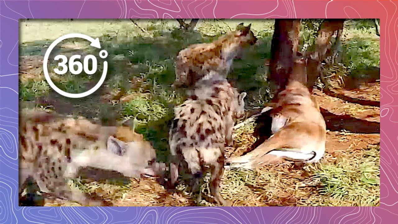 Hyena in 360 4K Feasting on Antelope (Wildlife and Nature 2018)