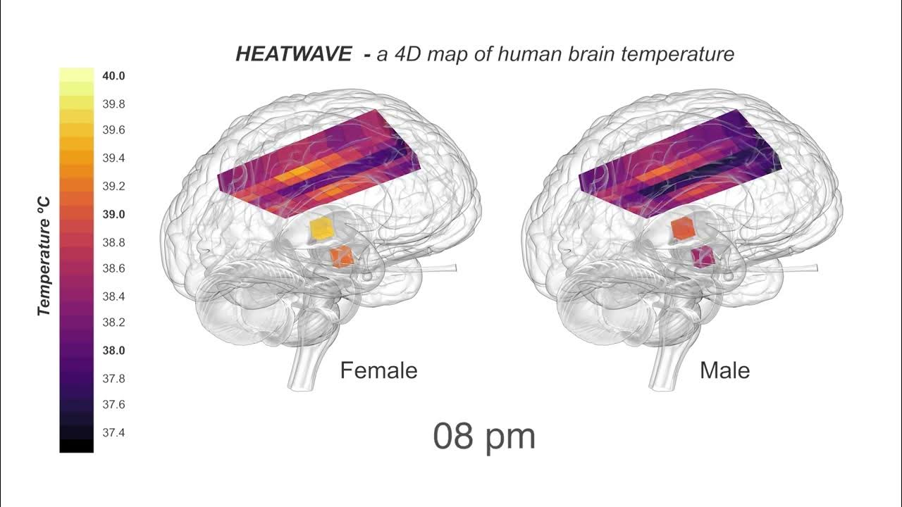 мозг в голове. схема регуляции температуры тела. ядра терморегуляции гипоталамуса. какая температура мозга человека. какая температура мозга человека.