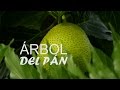 Singularidades del Árbol Del Pan - San Andrés, Colombia - TvAgro por Juan Gonzalo Angel