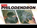 Feverish chics philodendron monstera plants update