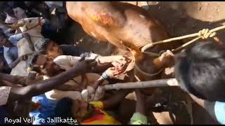 Sanpakathopu Donmass Running Vellore Earuthukattu Rasigan Official Page