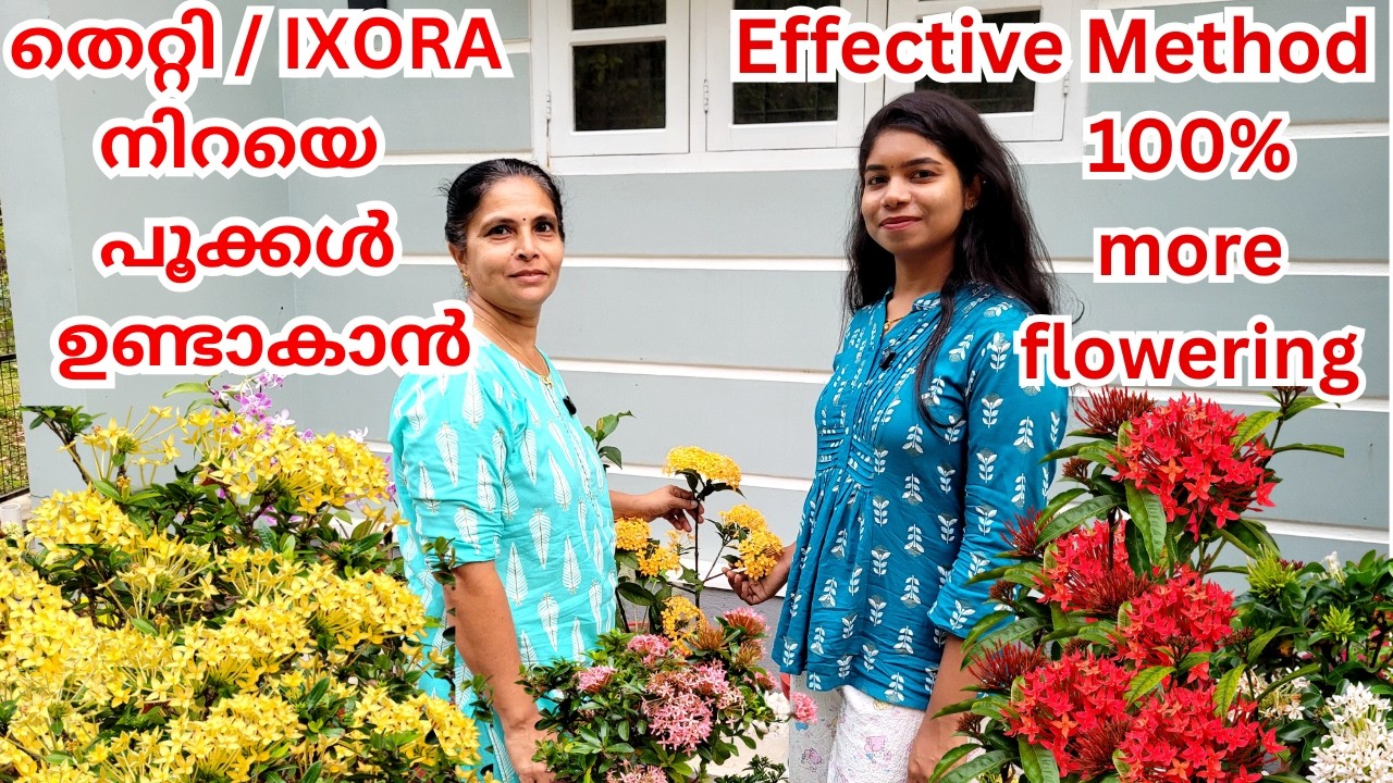 IXORA / തെറ്റി / തെച്ചി -  നിറയെ പൂക്കൾ ഉണ്ടാകാൻ / IXORA Flowering Effective Method