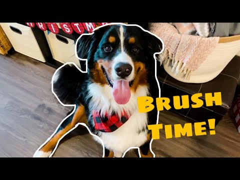 best grooming brush for bernese mountain dog