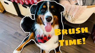 Brushing A Bernese Mountain Dog Furminator Review