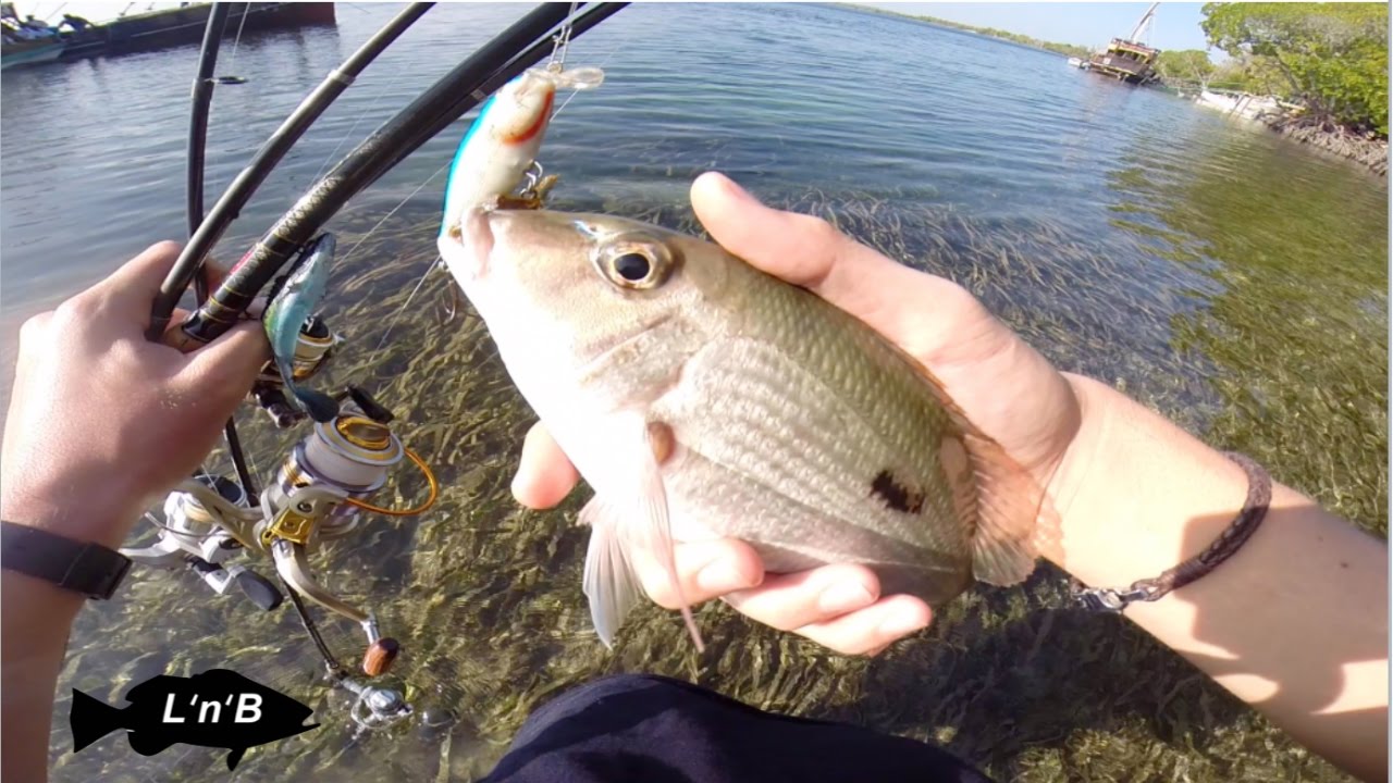 SNAPPER - Catch 'n' Cook