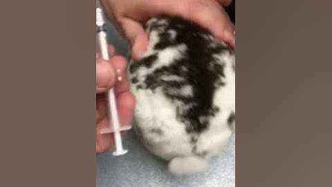 Giving a Rabbit a SubQ injection 2 of 4