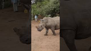 White Rhino Relocation To National Park 🦏