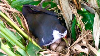 Mother Bird Battles Wind to Protect Her Precious Eggs (3) – Waterhen Mom Nests Eggs With Care E262