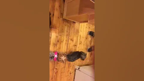 Puppy don't hurt me!