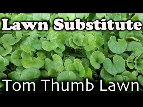 Video: Dichondra Care - Cum se cultivă Dichondra Ground Cover