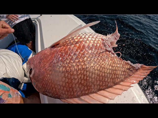 Day #1 Snapper Season - HUGE FISH (Galveston TX)