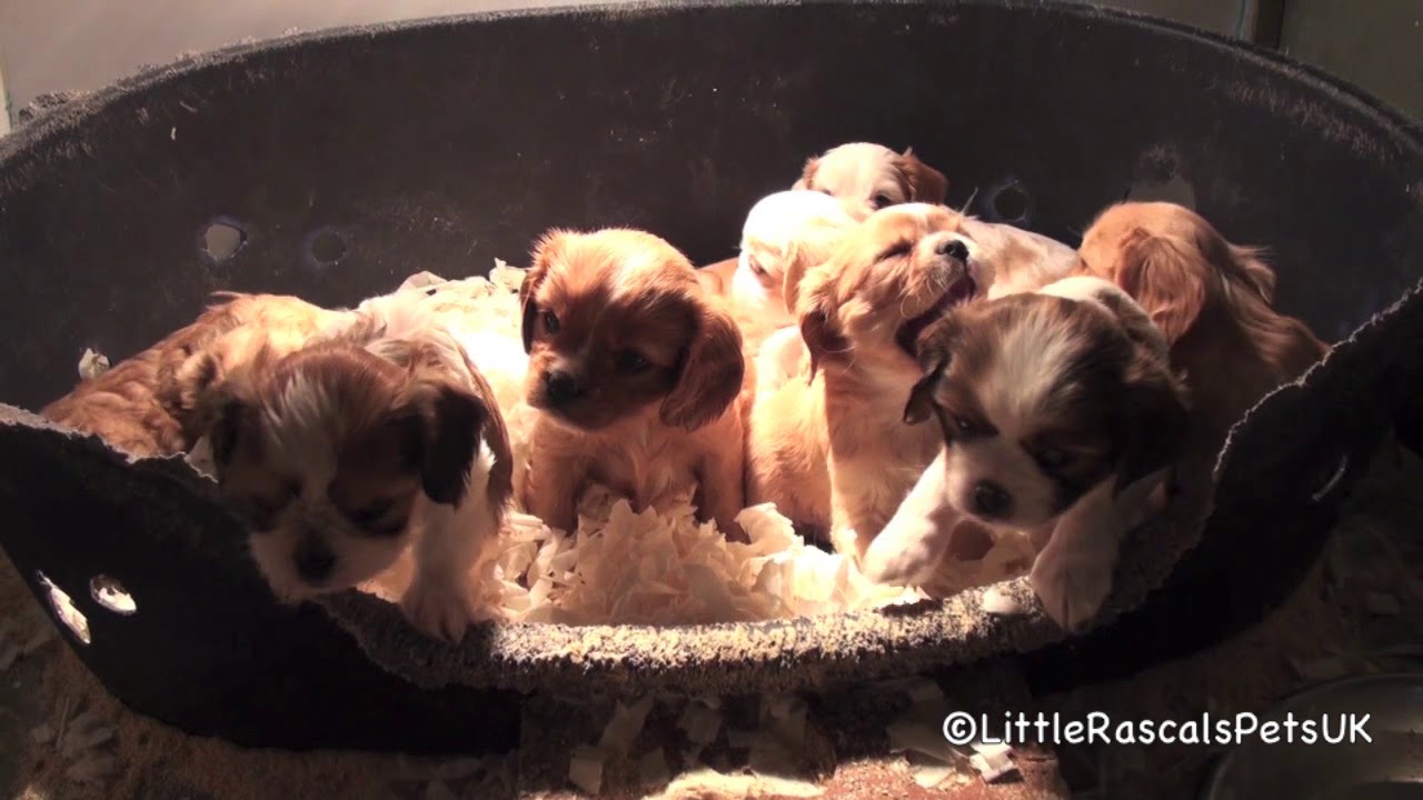 Little Rascals Puppy Toys Little Rascals Puppy Toys