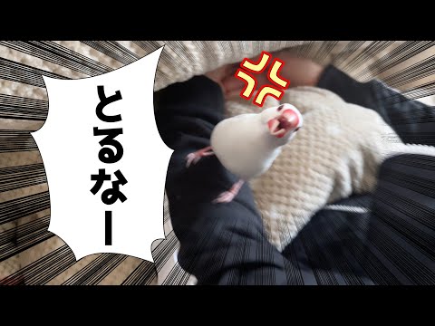 【撮影NG】甘えているところを撮られてブチ切れる文鳥文ちゃん　Java sparrow