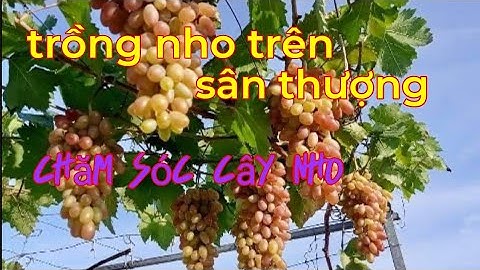 Cách trồng cây nho trong chậu, trồng nho trong thùng xốp sân thượng, phòng bệnh cho cây nho.