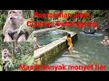 Wisata Alam || Cipanas Galunggung || Tasikmalaya || Monyetnya bersahabat.