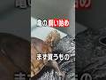 【亀飼育】カメを飼い始めるとき必要なものは?最初に買うものを4つ紹介!【入門】