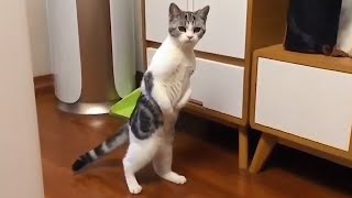 The funniest and most humorous CAT VIDEO EVER! - FUNNY CAT VIDEOS
