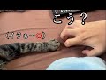 真似されるのが嫌なウチのニャンコ（My cat doesn't like to be imitated.）