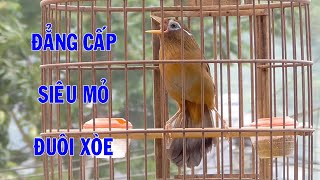 Hm 3349 - Bộ to siêu mẫu, siêu mỏ, đấu xòe cánh đại bàng ( giá 7tr ) | Hoạt Họa Mi