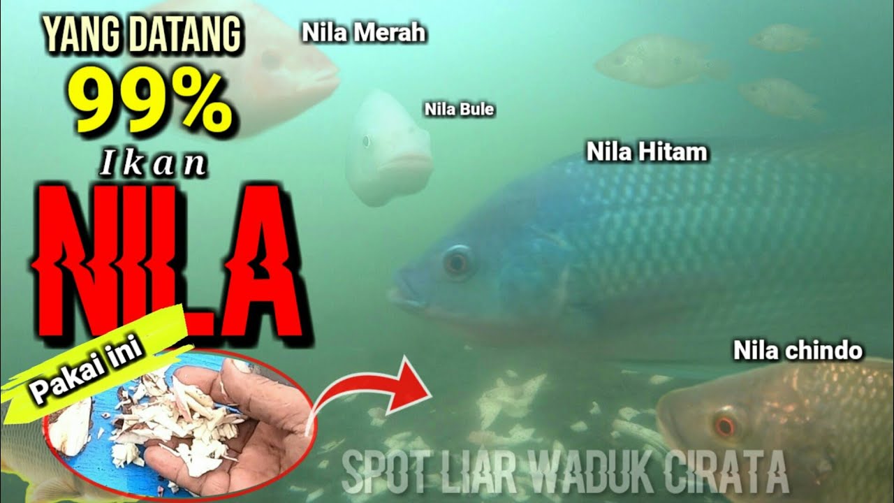 Ikan nila besar besar yang datang pakai bandul alami ini | Tes bandul singkong