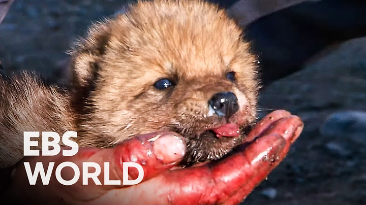 Can A Wild Wolf Pup Be Raised Like A Dog By A Hunter Who Couldn’t Kill It #PICKDOCU
