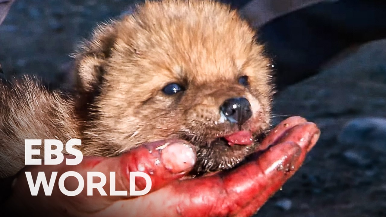 Can A Wild Wolf Pup Be Raised Like A Dog By A Hunter Who Couldn’t Kill It #PICKDOCU