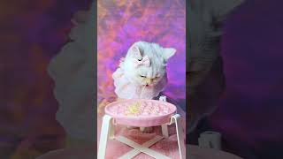 Puff is eating instant noodles today #asmr #cat #cute #cutecat