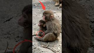 He Finally Did It! Orphan Punch Hugs the Baby Monkey #punch #monkey #punchmonkey #shorts