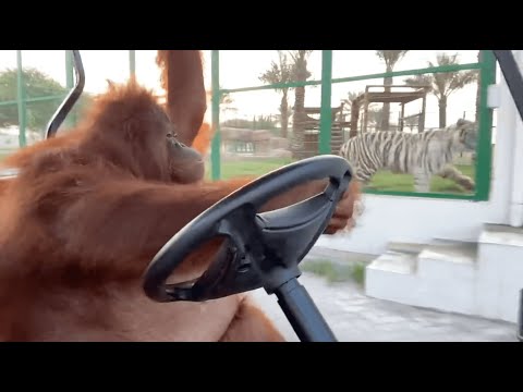 Driving to the banana store
