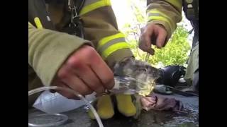 A brave firefighter rescues an unconscious kitten of a house fire!