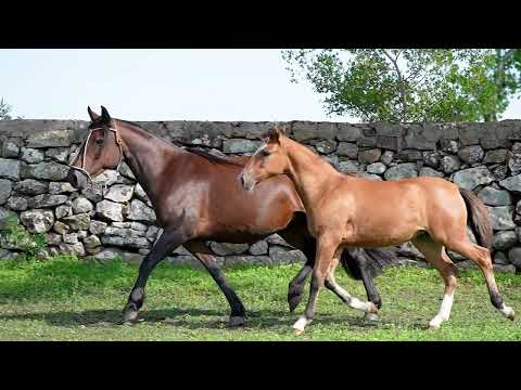 Lote 02 - Lança do Igiquiquá