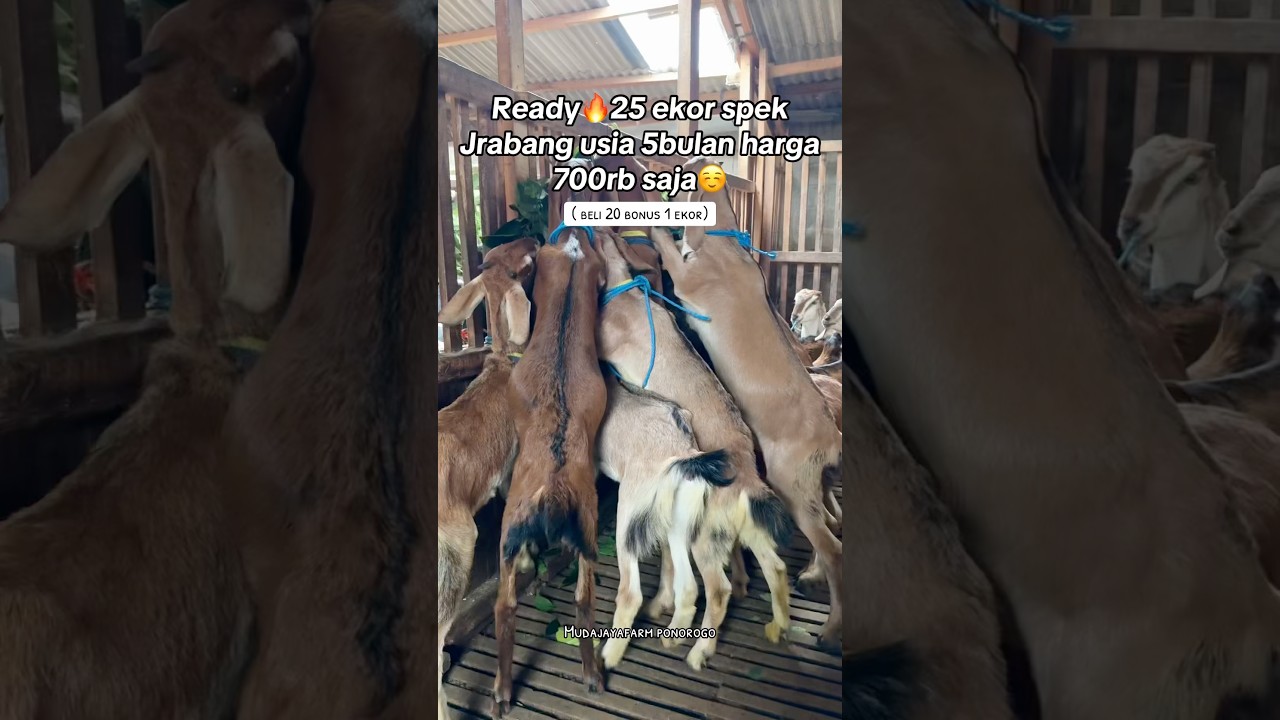 25 ekor bahan indukan jawa randu dan bligon harga 700rb an saja😱.  
