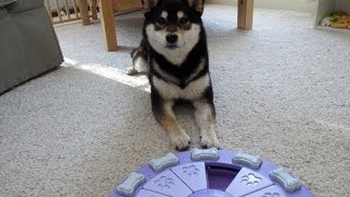 Shiba Inu Saki: Dog Toys - Nina Ottosson's Dog Twister Puzzle