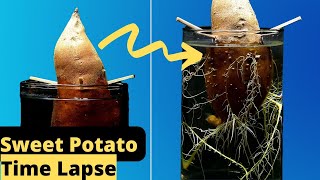 Sweet Potato Underwater TIME LAPSE