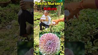 Buy Dahlia cuttings on-line