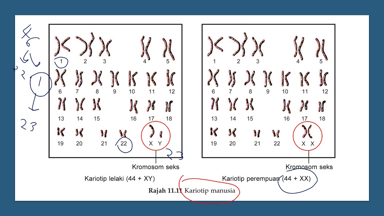 BIOLOGI TINGKATAN 5 : 11.4 PART 1 PEWARISAN MANUSIA